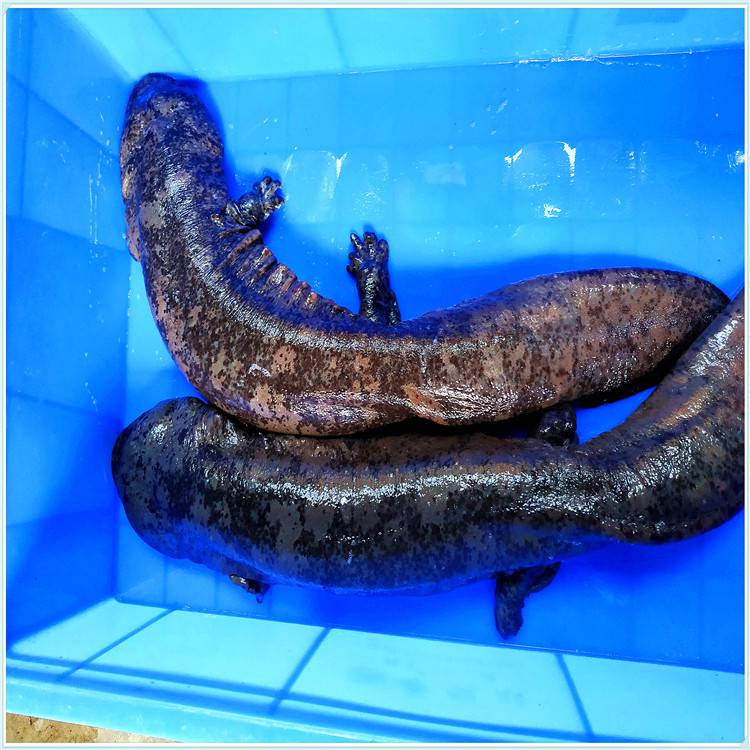 今年娃娃鱼养殖行情,水产养殖基地批娃娃鱼价格