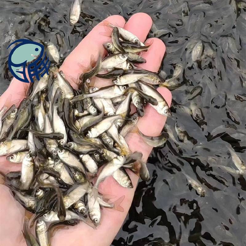 批量供应3cm易养殖花鲢鱼苗鱼塘养活体花鲢鱼苗