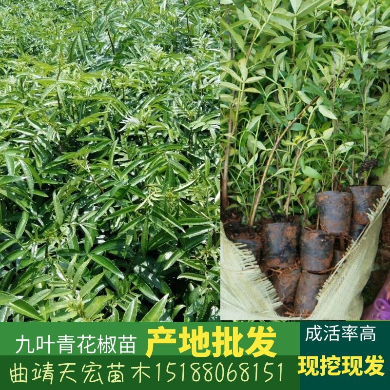 曲靖开发区天宏苗木种植场