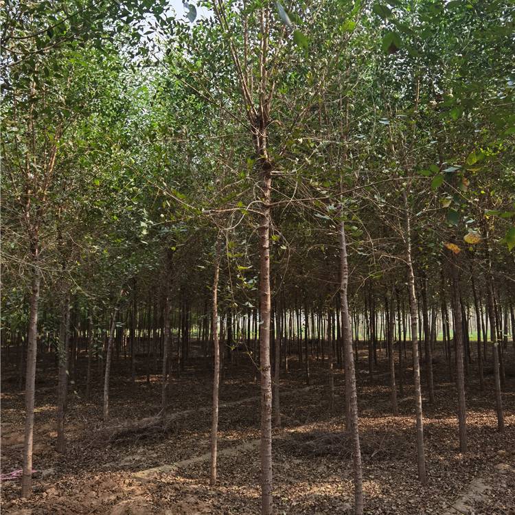 榆树产地供应榆树山西榆树基地