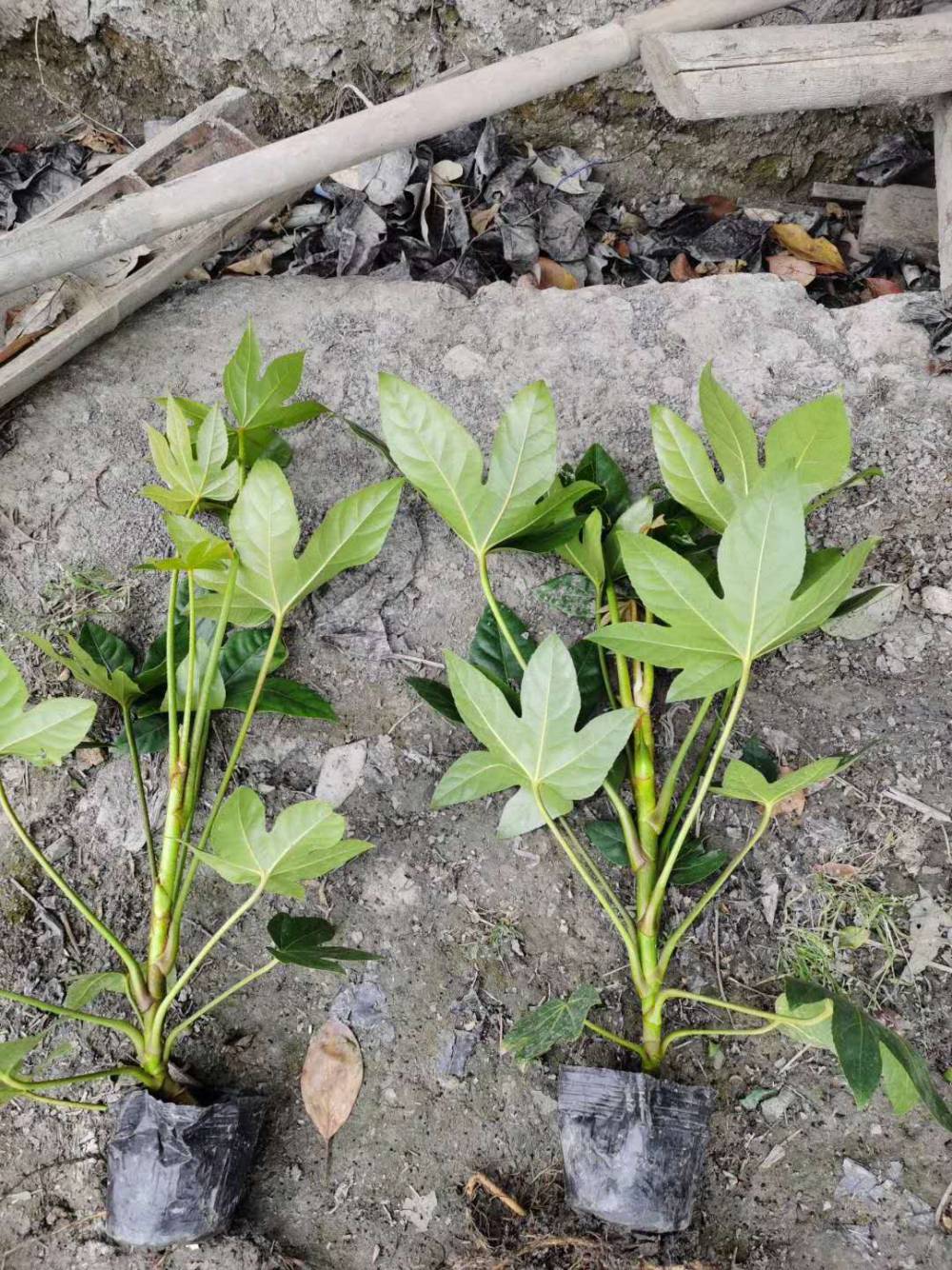 出售八角金盘小杯苗八角金盘地苗八角金盘工程绿化苗