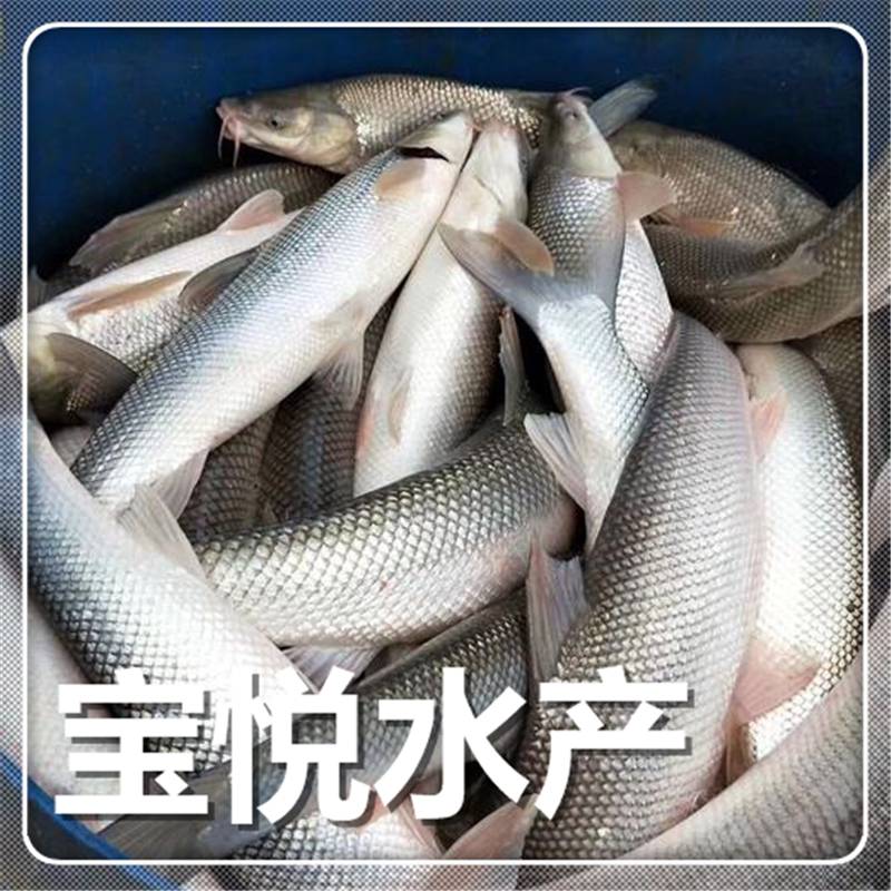 活体养殖银鳕鱼价格鲜活银鳕鱼苗