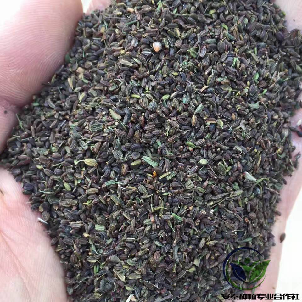 猫爪草种苗猫爪草苗