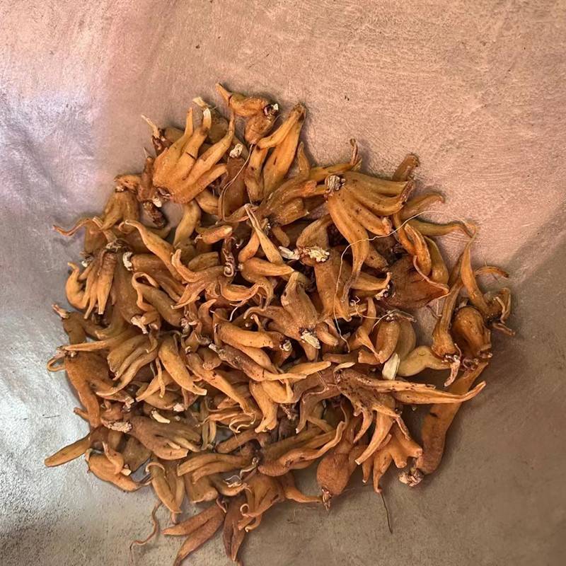 中药材白屈菜多少钱一斤白丁香厚池药业