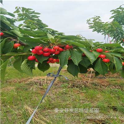 铜川：深化青砧苗木全链条生产“气象+农业”合作