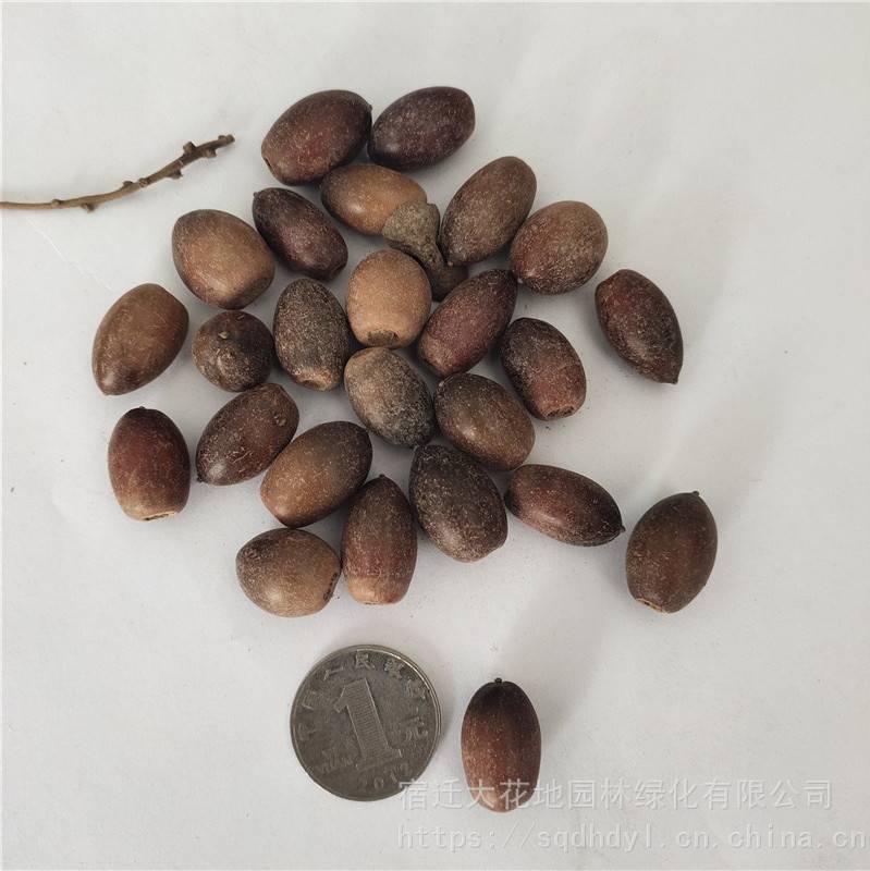 新采摘林木种子青冈栎种子发芽率高价格便宜批发价
