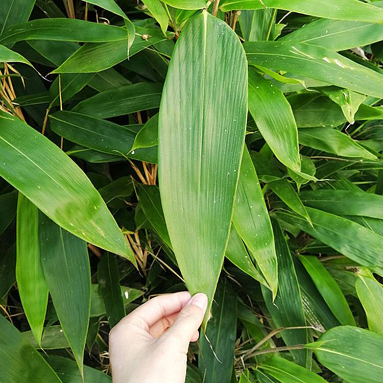 批发箬竹竹子苗庭院绿化包粽子叶箬竹端午宽粽子叶长新鲜