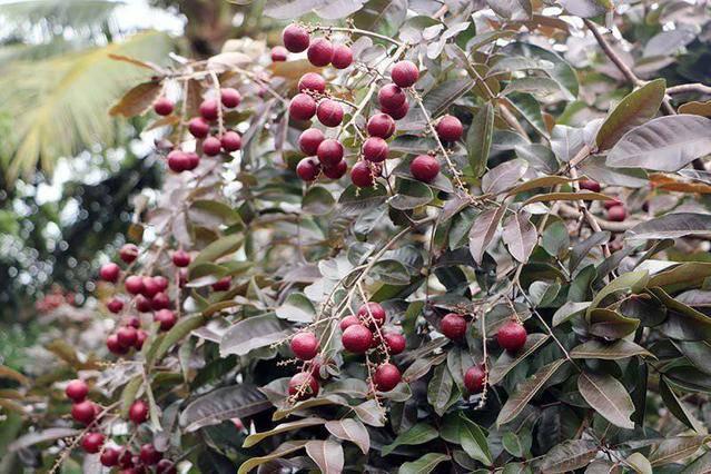 新品红皮龙眼树苗红壳龙眼果树