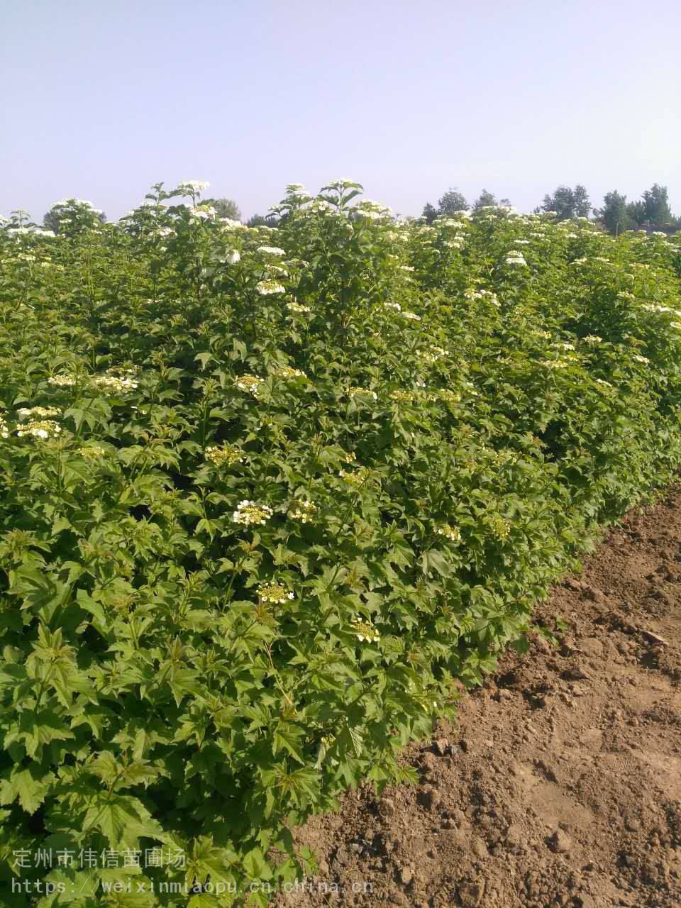 大颗天目琼花产地河北大颗天目琼花批发及报价