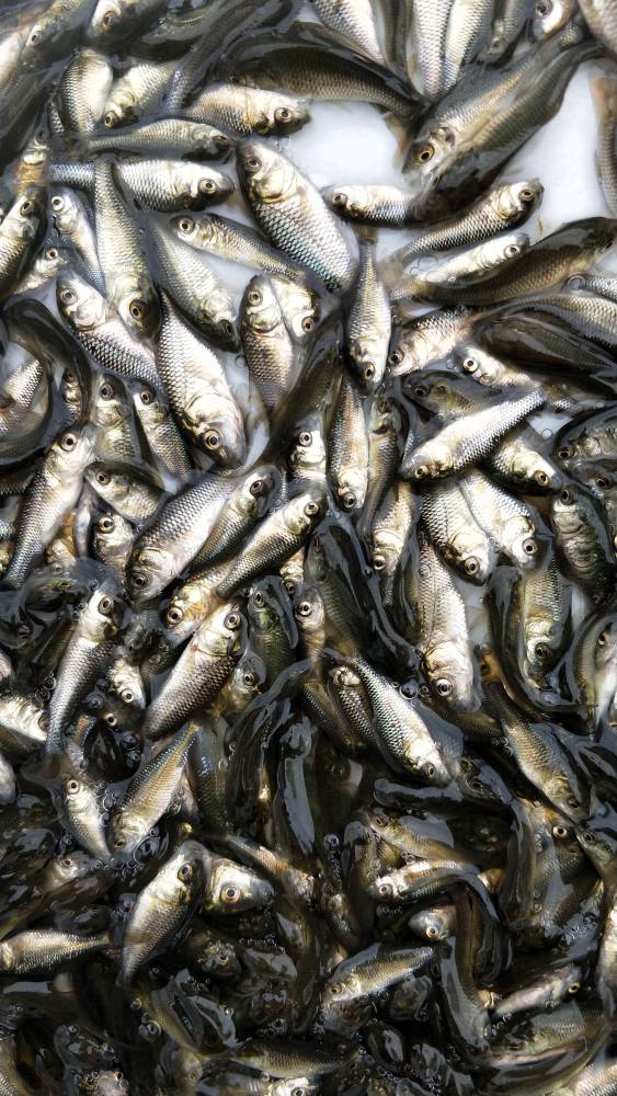 鲫鱼贵州普安鲫广东缩骨鲫河南淇河鲫异育银鲫湘云鲫彭泽鲫