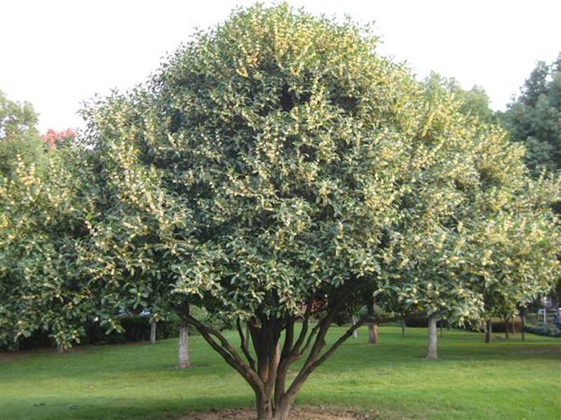 桂花树种植(桂花树种植的注意事项)