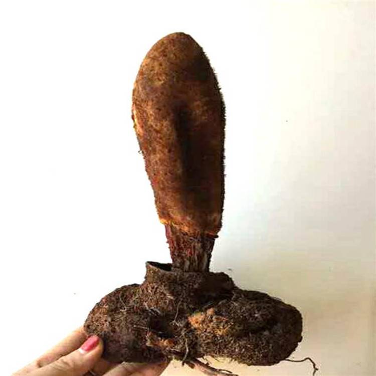 回春草提取物斯诺特质量稳定可拿样压片糖果原料