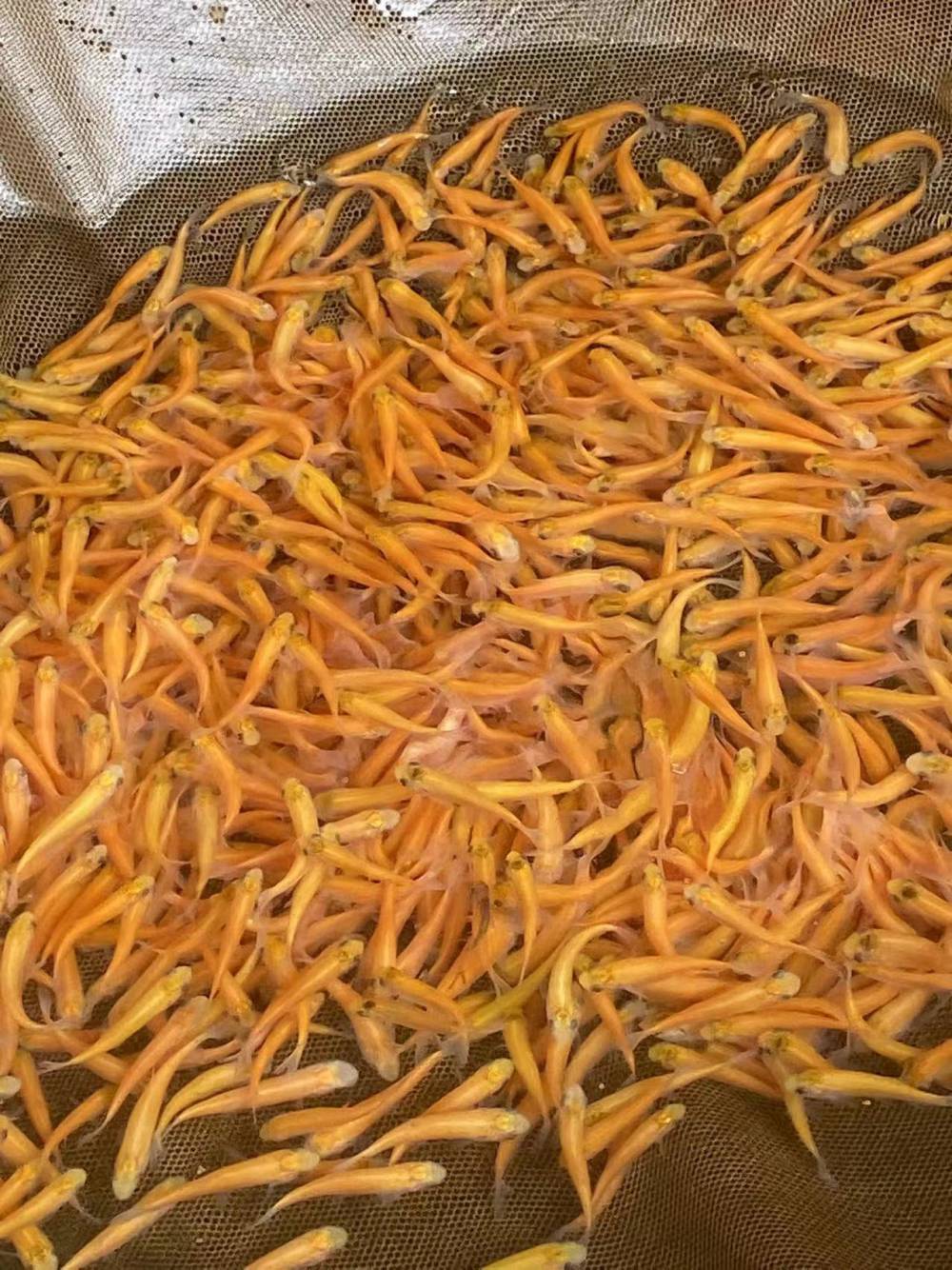 黄金丝草鱼苗 5-6-7cm 品质鱼苗 盈亿水产