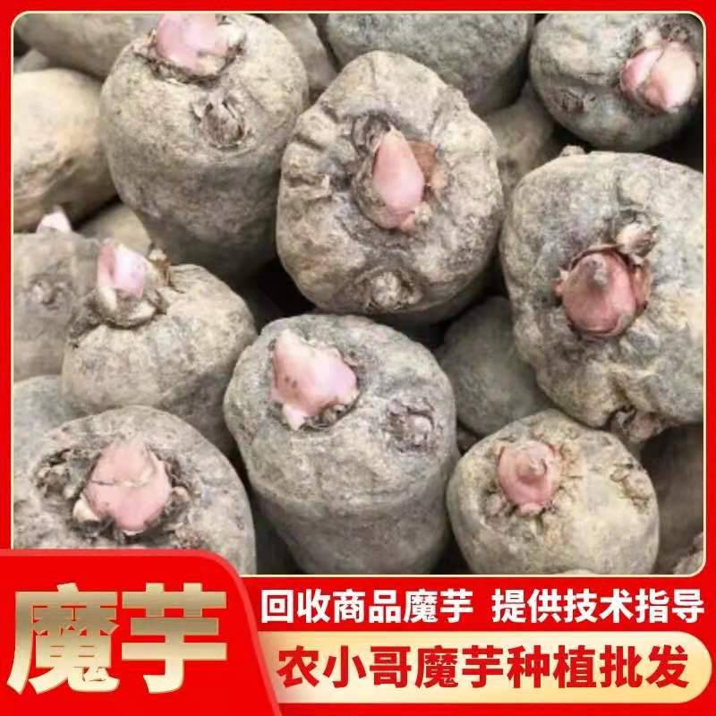 白花魔芋一年产量肥料发酵过程***基地种植