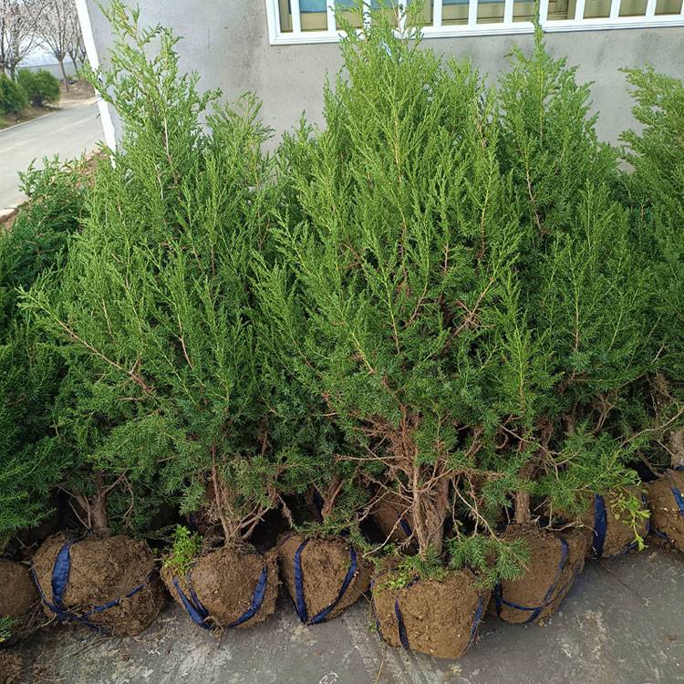 1米多高的刺柏树苗多少钱一棵