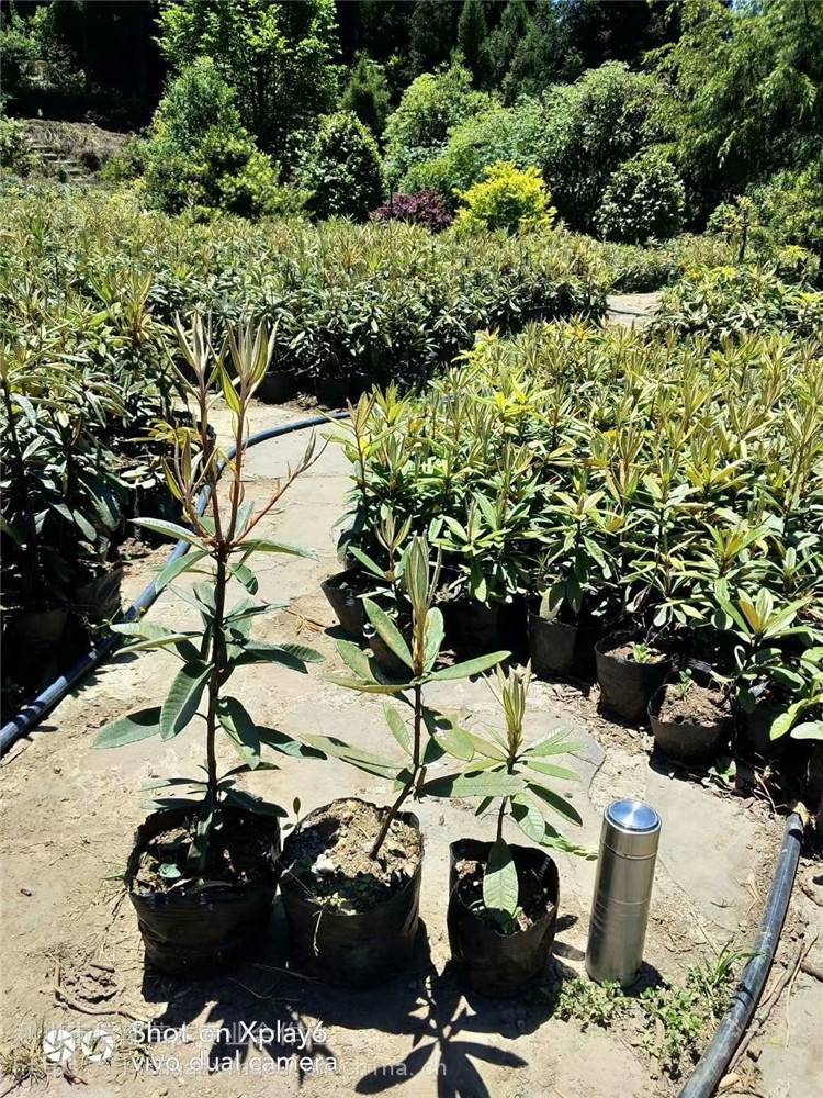 室内盆景马缨杜鹃苗常绿马缨杜鹃树苗绿化马缨杜鹃苗批发价格