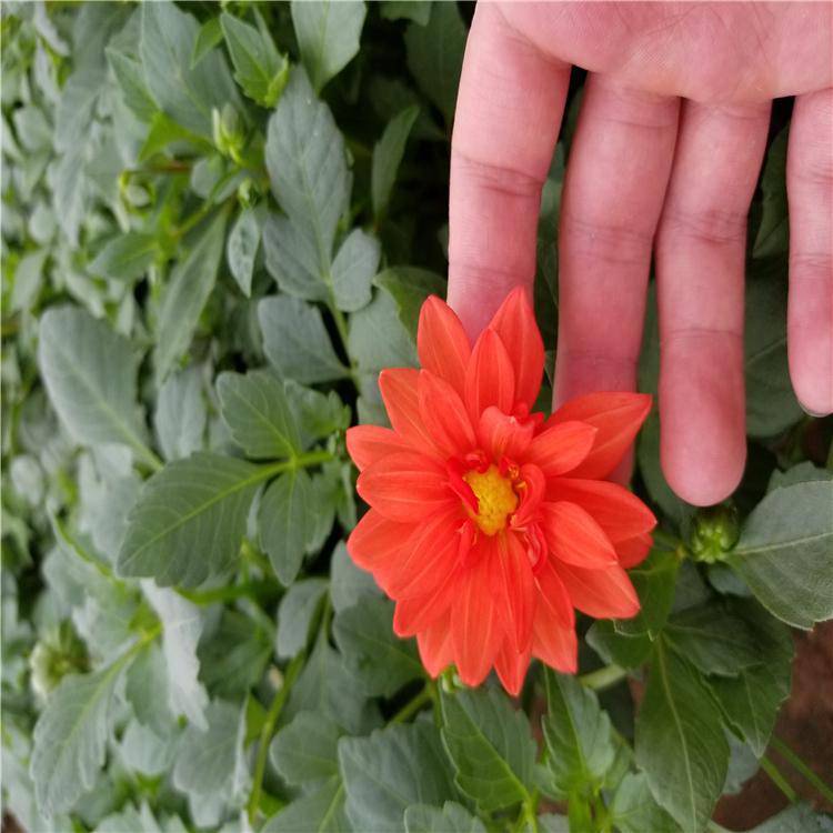 基地供应小丽花广场组摆花卉小丽花小苗