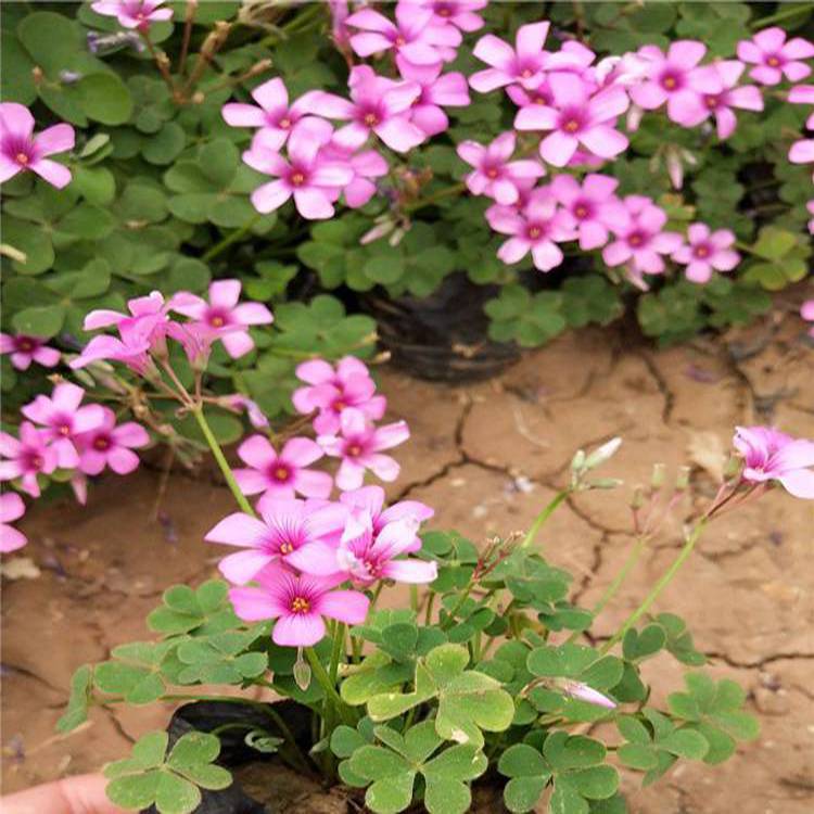 基地种植酢浆草 节日组摆草花 酢浆草小苗