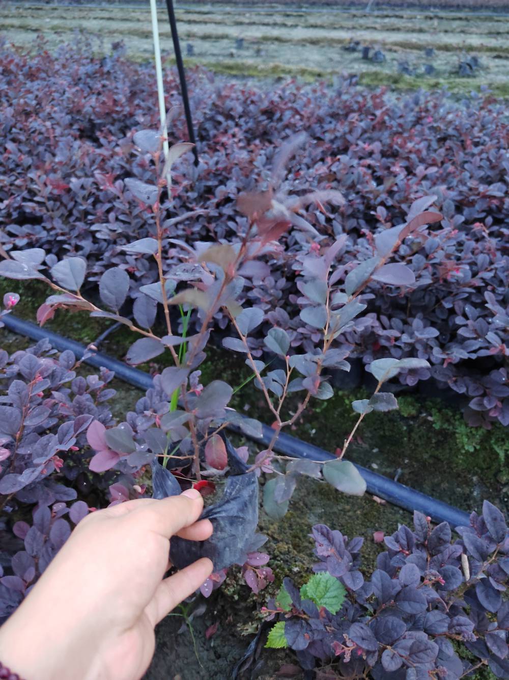 四川成都红继木苗子基地红花檵木装车价格红继木报价