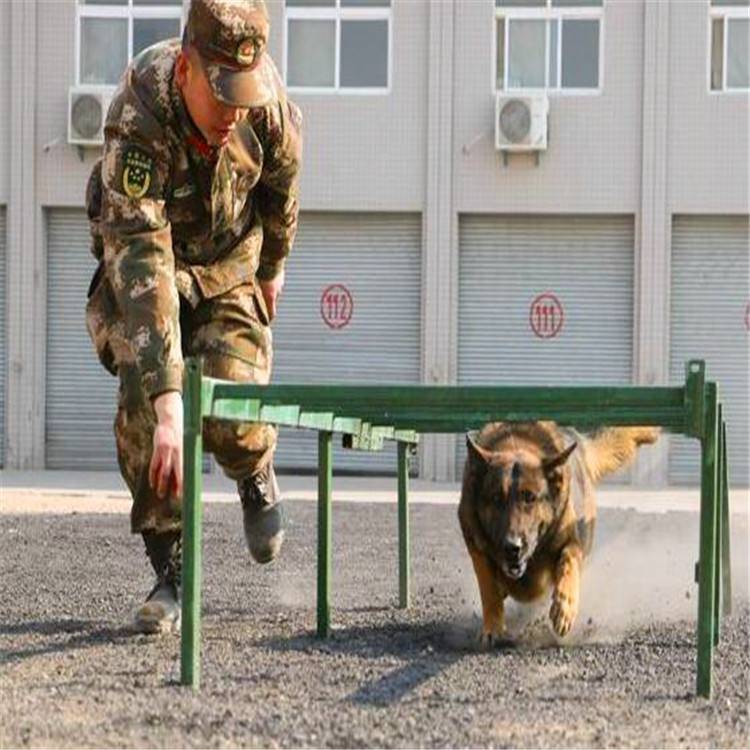 眉山警犬训练器材标准警犬障碍器械厂家发货图片