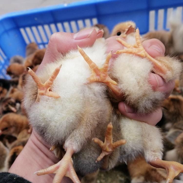 贵州兴义k9鸡苗价格|882鸡苗孵化场包邮免运费