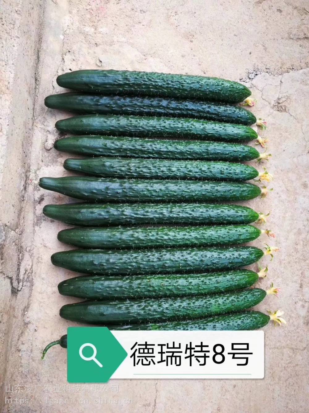 德瑞特8号黄瓜种子苗子天津德瑞特寿光黄瓜育苗基地