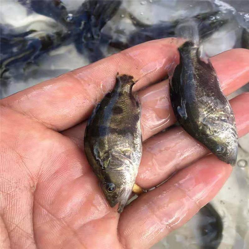 采购桂花鱼苗云丰翘嘴鳜鱼苗大眼金桂鱼鳌花鳜季花鱼苗规格