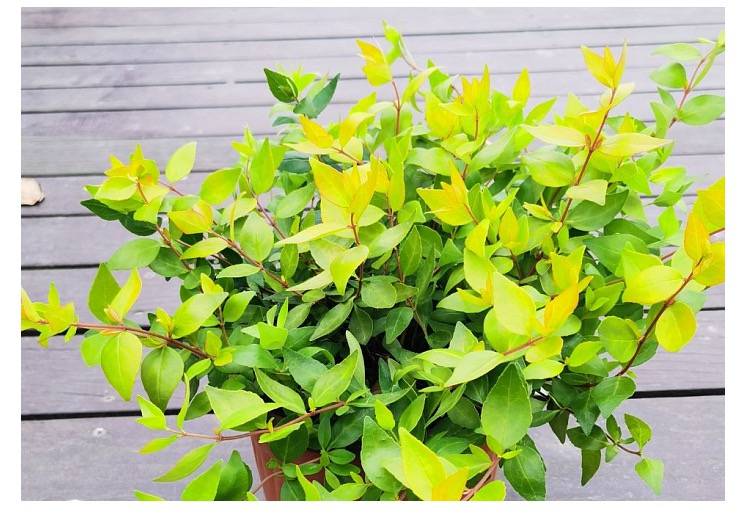 出售金叶大花六道木球观叶观花绿植园林绿化色块苗庭院广场地栽灌木