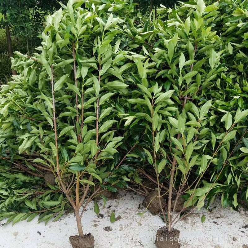 法国冬青法国冬青小树苗