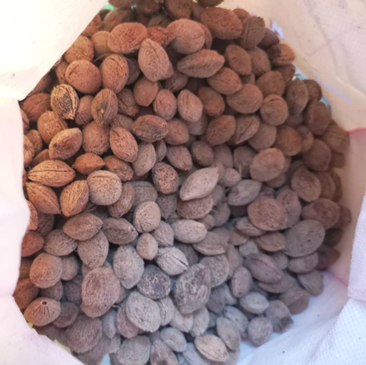 青梅种子酸梅种子当年野生青梅种子发芽率高批红梅种子到上虞青梅种植