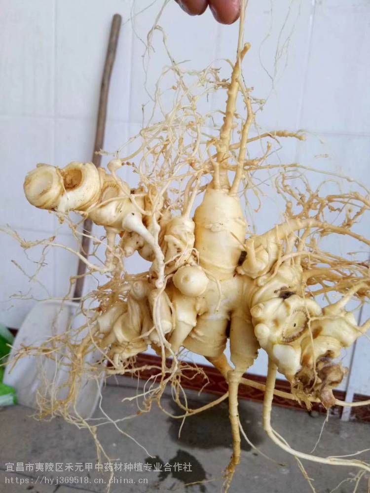 三枝五叶韭菜花之竹节参白三七的生长习性