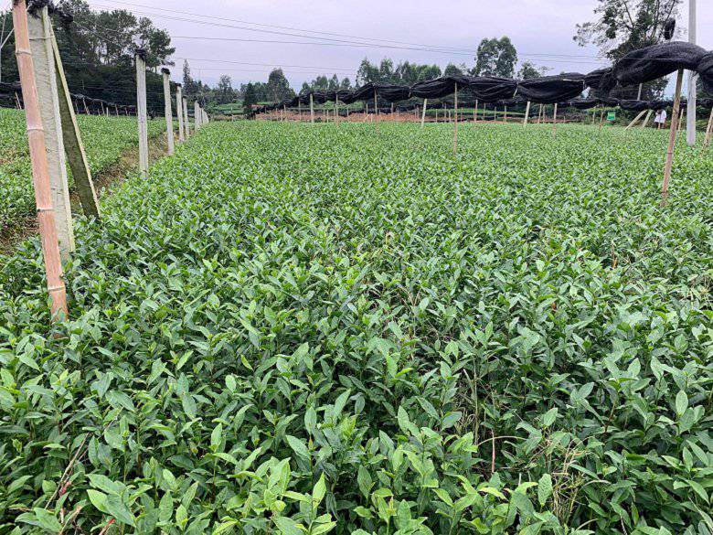 南充市黄金芽茶苗市场价格黄金茶苗黄金芽茶苗