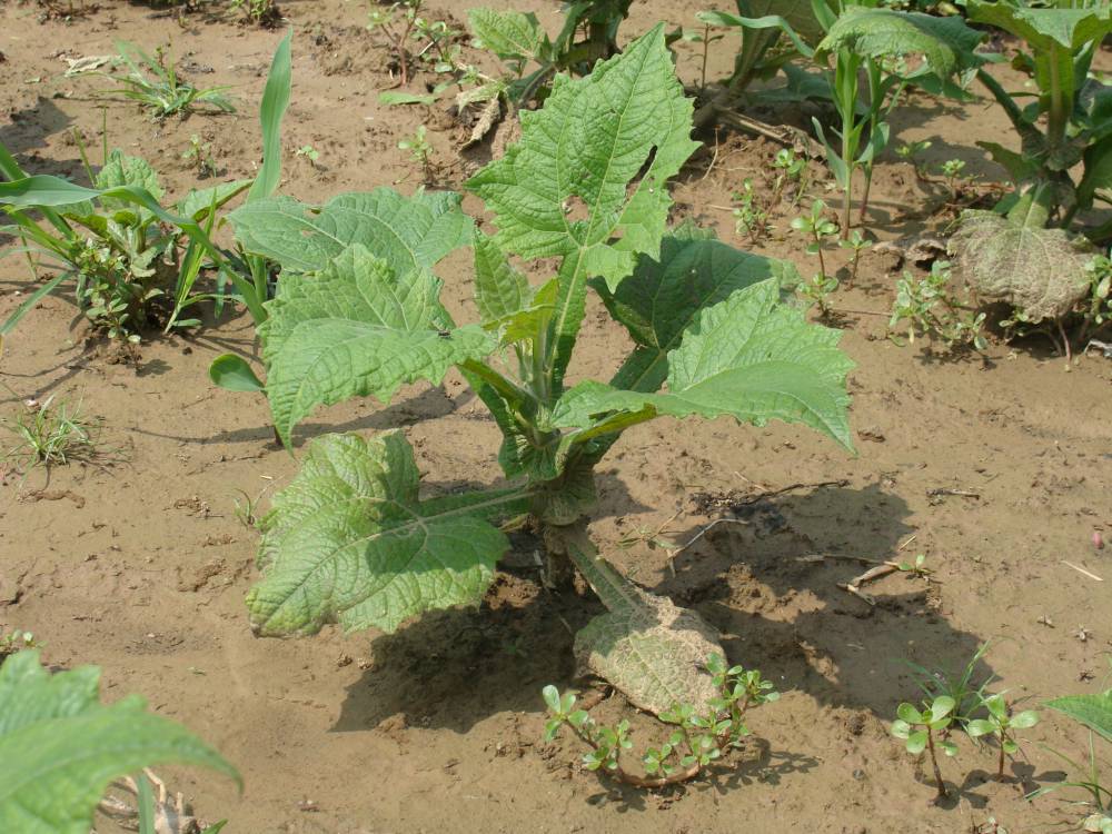 【供应水果明星-雪莲果】图片