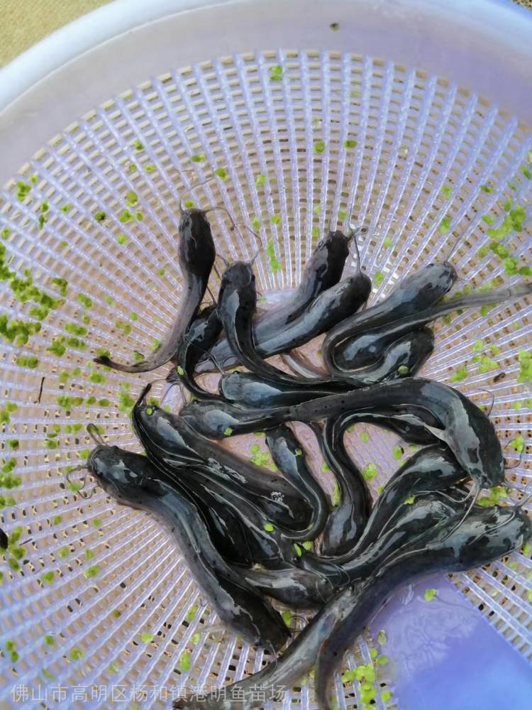 淡水魚苗 多樣品種土塘鯴苗 鬍子鯰魚苗選購 鮮活淡水大口鯰魚苗求購