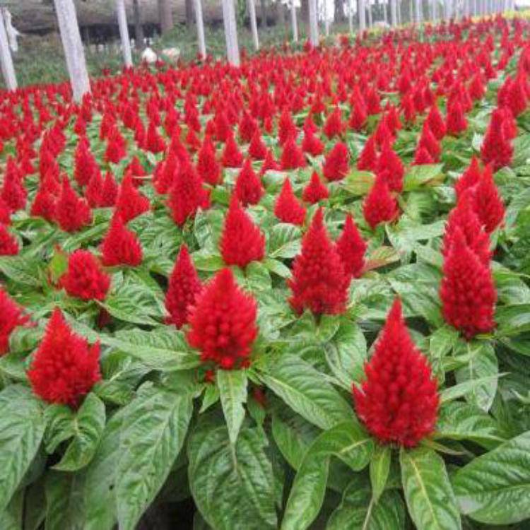 鸡冠花批发鸡冠花报价鸡冠花种植基地