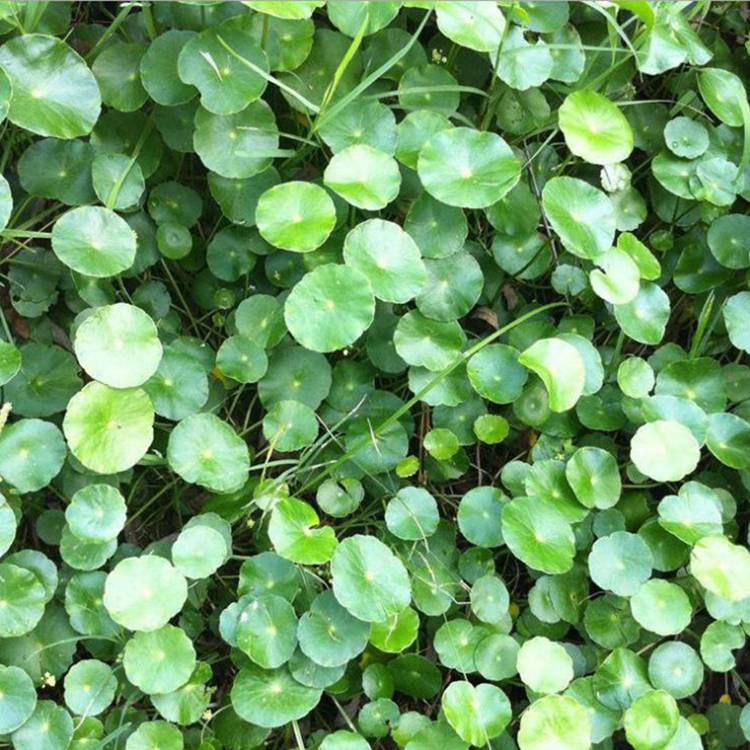 基地香菇草净化水质园币草水体绿化铜钱草品种