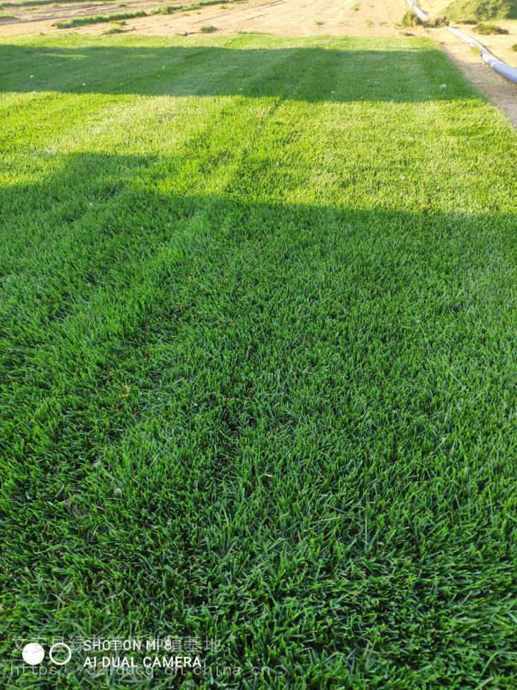 供应高羊茅草坪草坪养护草皮一平方米多少钱