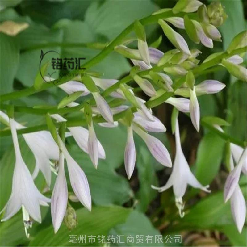 中药材玉簪花根