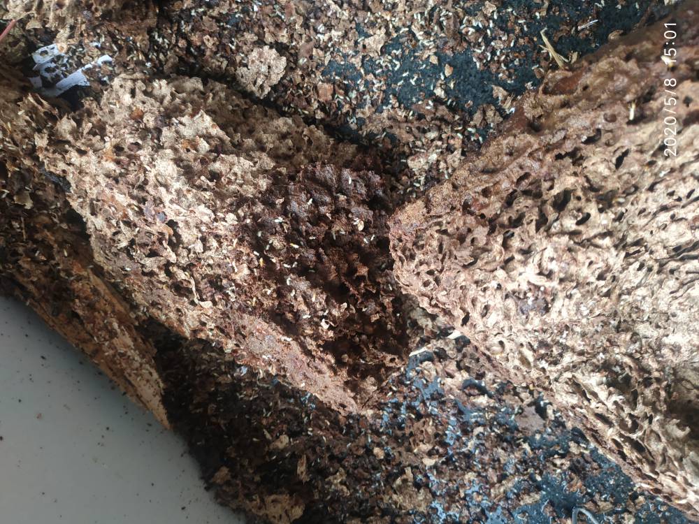 白蚁诱杀器诱白蚁装置诱杀装置南昌洁鹏白蚁防治提供批发零售