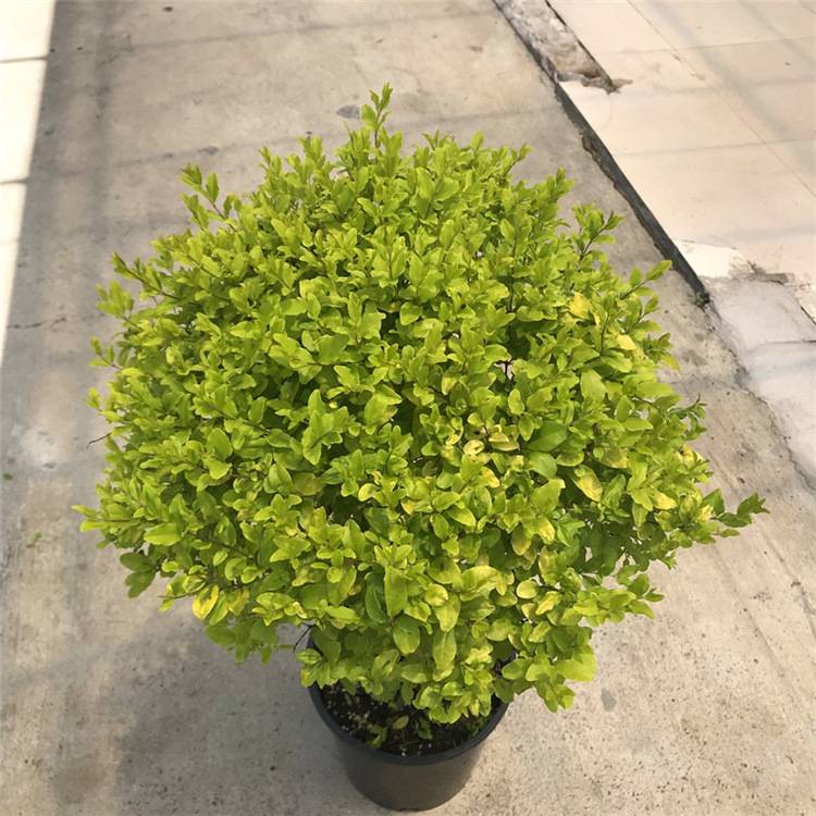 苗圃出售亮金女贞球适应性强市政园林景观工程绿化
