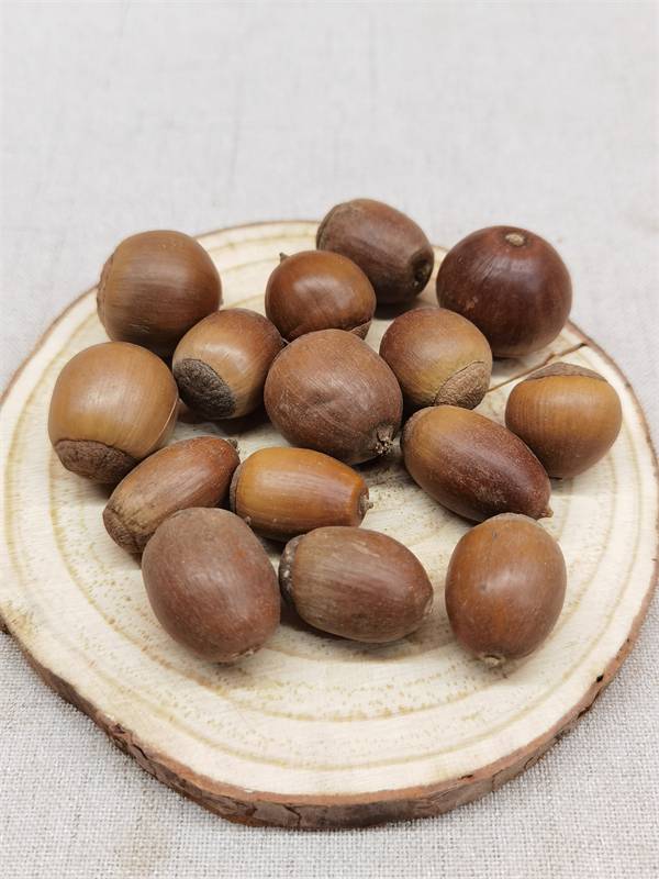 橡子哪里有卖的橡子的功效与作用橡子别名叫什么橡子收购厂家