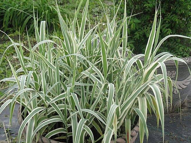 花叶芦竹叶具纵向金色或银色条纹株体量较原种矮小春夏绿意盎然