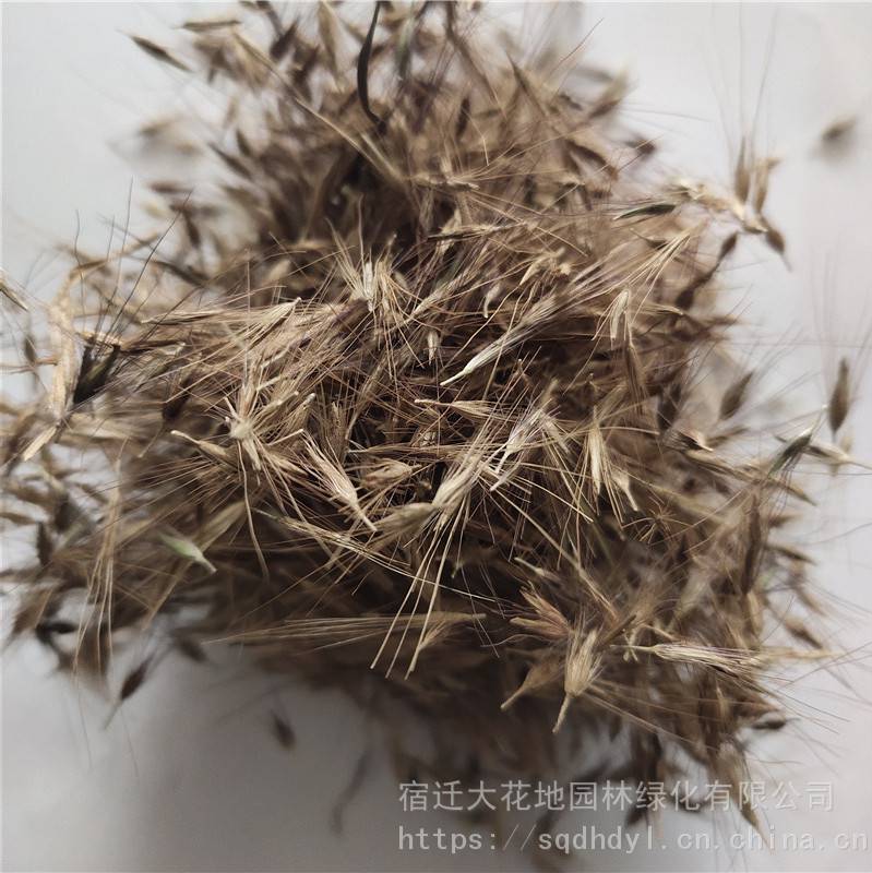 新采草花种子观赏型狼尾草种子发芽率高价格便宜批发价