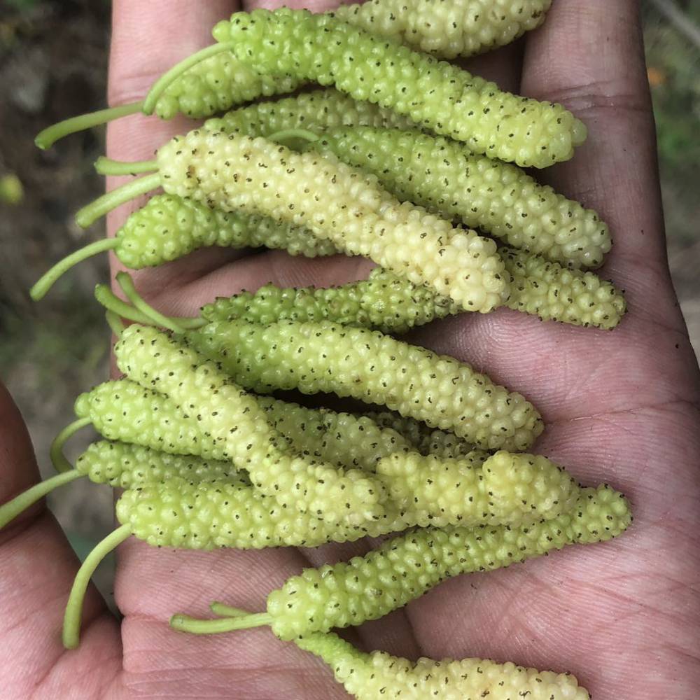 白色长果桑白色桑果苗台湾长白桑椹苗价格香金葚苗批发图片