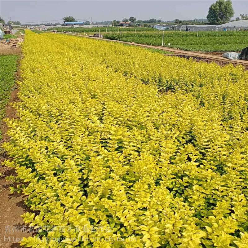 小葉黃楊綠籬栽植與養護小葉黃楊批發小葉黃楊規格高度