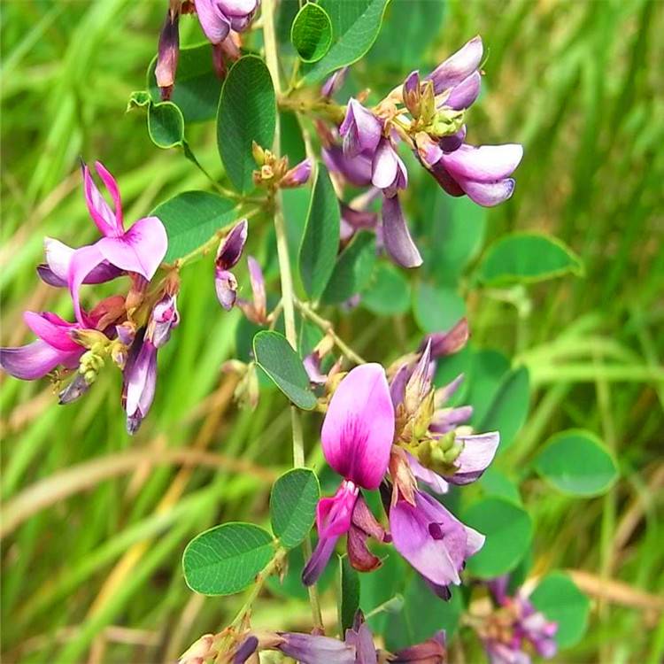 美丽胡枝子胡枝子耐干旱耐瘠薄耐热荒山绿化水土保持和改良土壤