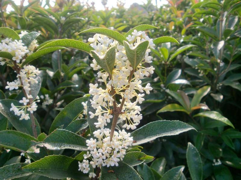 佛顶珠树苗盆栽植物佛顶珠桂浓香型庭院室内花卉