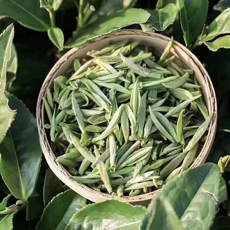 白毫银针茶青图片