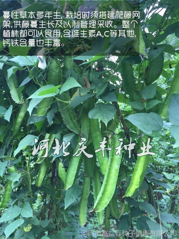 四棱豆种子 杨桃豆四角豆翼豆种子种植容易春夏秋播种 价格 厂家 中国供应商