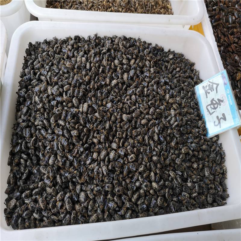 野生苍蝇哪里购买中药材苍蝇的功效与作用